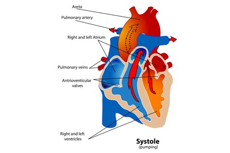 lower left ventricular contractility